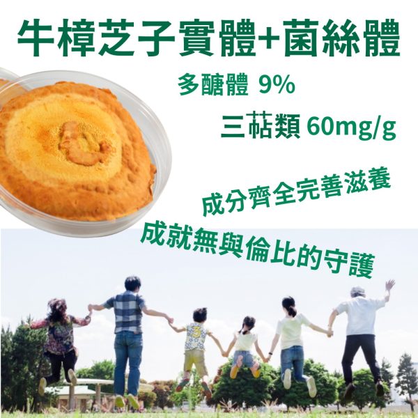 黃金樟芝 子實體+菌絲體膠囊(30粒/盒)