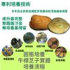 黃金樟芝 子實體+菌絲體膠囊(30粒/盒)