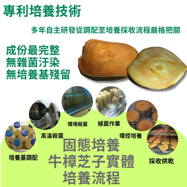 黃金樟芝 子實體+菌絲體膠囊(30粒/盒)